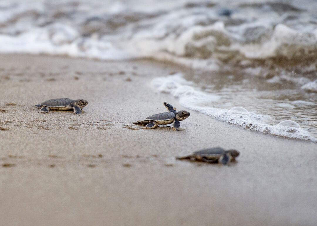 Green sea turtles in Myanmar